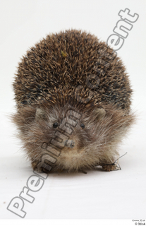Hedgehog - Erinaceus europaeus  3 whole body 0003.jpg